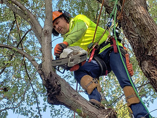 Tree Service